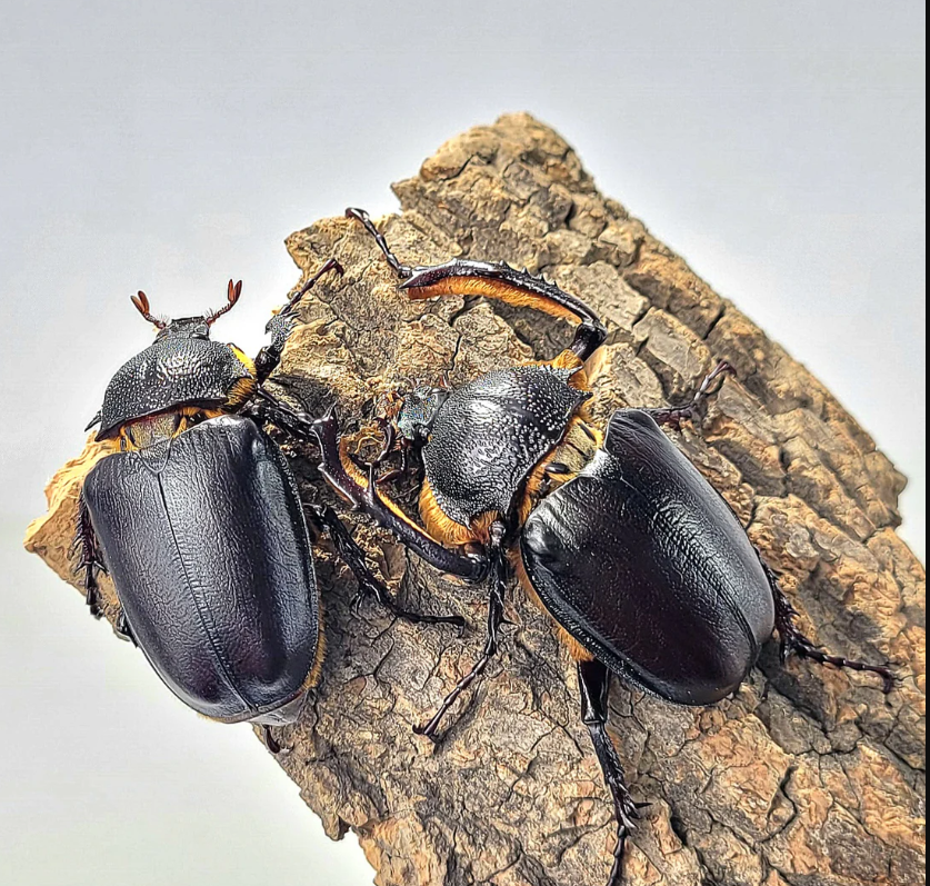 2/21(六)1700-1800台北-土耳其姬長臂金龜幼蟲飼育講座